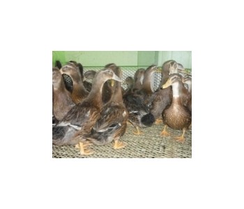 맛있고 성장 빠른 우리맛오리 소개합니다.jpg